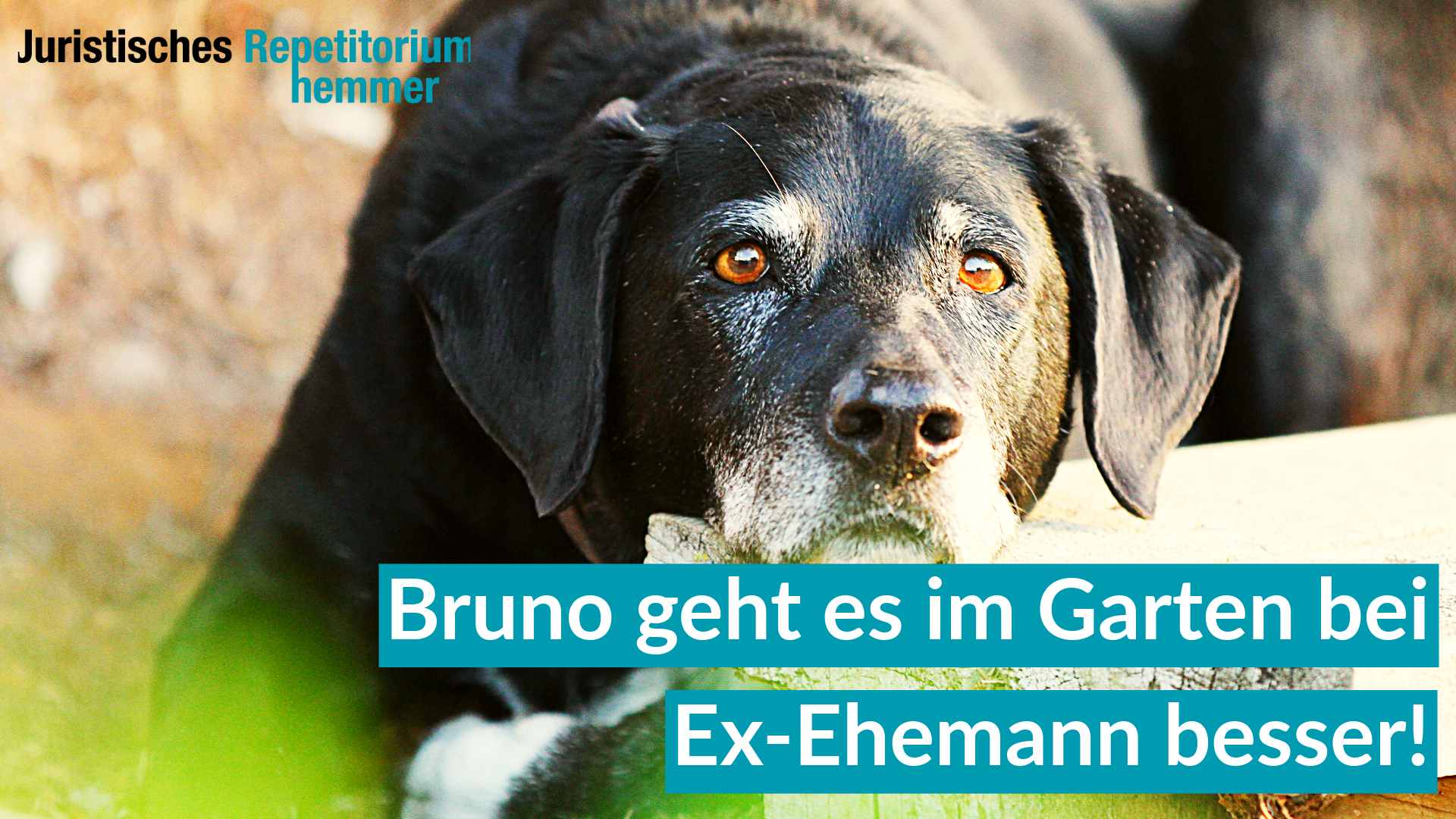 Bruno geht es im Garten bei Ex-Ehemann besser!