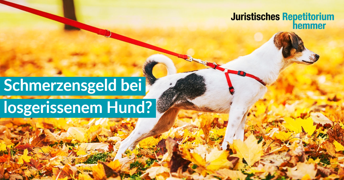 Schmerzensgeld bei losgerissenem Hund?