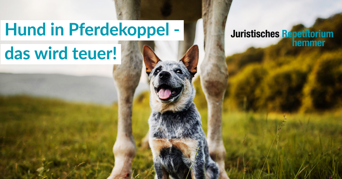 Hund in Pferdekoppel, das wird teuer!